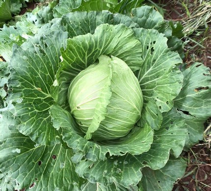 755 Wed-fam Young Cabbage/Bắp cải non/若いキャベツ400g