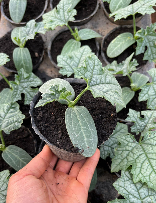 877 All-fam Potted luffa plant/Cây mướp/ヘチマの鉢植え