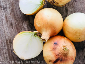 171 Thu-fam Onion/Hành tây khô/玉ねぎ1000g
