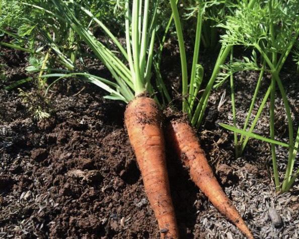 308 T-7 Carrot - Cà rốt - 人参 1kg