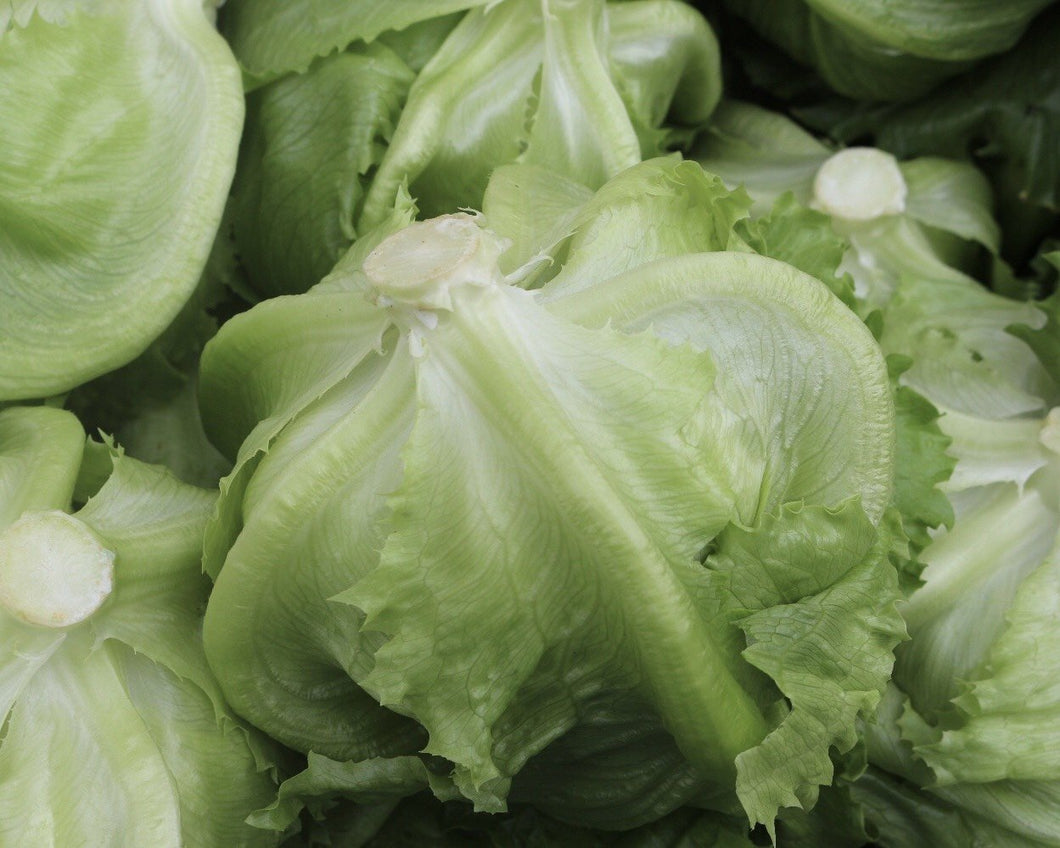 360 C-N Iceberg lettuce - Xà lách cuộn - レタス 1kg Giá: Liên hệ