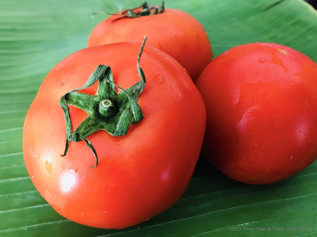 305 C-N Dutch tomato - Cà chua hà lan - 大玉トマト 1kg Giá: Liên hệ
