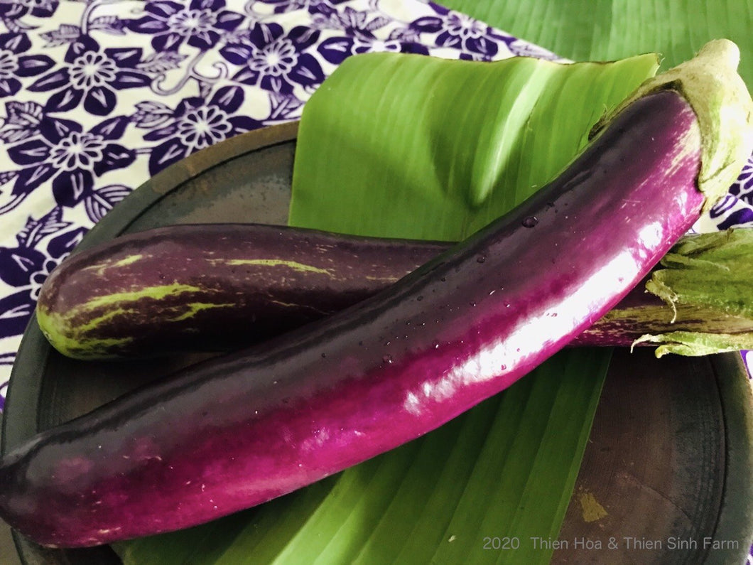 393 T-5 Vietnamese eggplant - Cà tím  - ナス  1kg