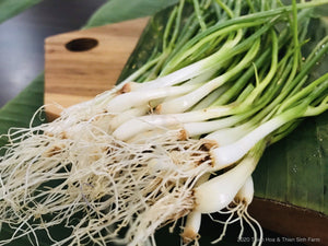 337 T-3 Fine green onion - Hành lá - 万能ねぎ 1kg