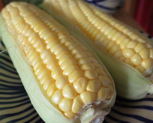 303 C-N Sweet corn - Bắp ngọt - スイートコーン 1kg