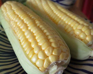 303 T-3 Sweet corn - Bắp ngọt - スイートコーン 1kg