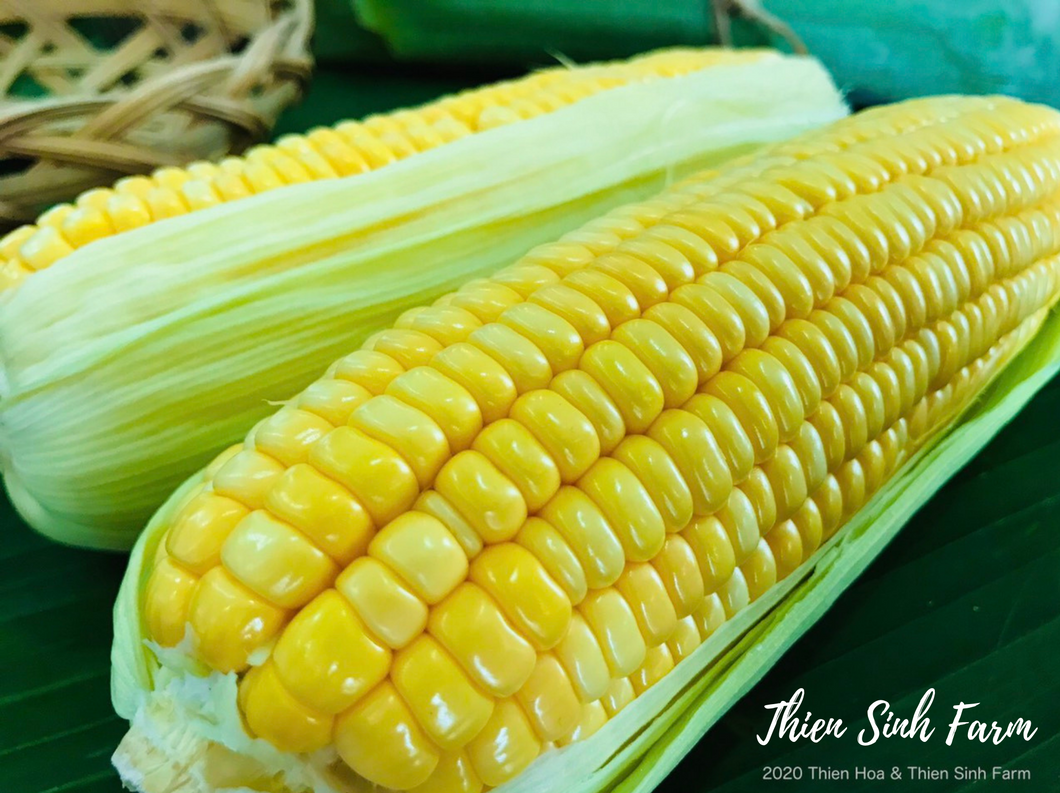 103 Thu-fam Sweet corn/Bắp ngọt/スイートコーン650g