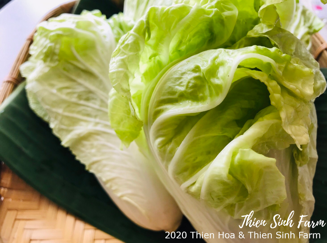 119 Tue-fam Chinese cabbage/Cải bẹ dún/白菜500g