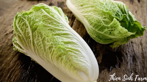 188 Tue-fam Chinese cabbage/Cải thảo/キムチ白菜500g