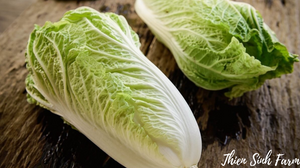 188 Tue-fam Chinese cabbage/Cải thảo/キムチ白菜500g