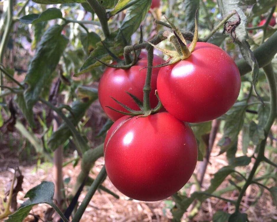 306 C-N Japanese tomato - Cà chua nhật lớn - 大玉トマト 1kg Giá: Liên hệ