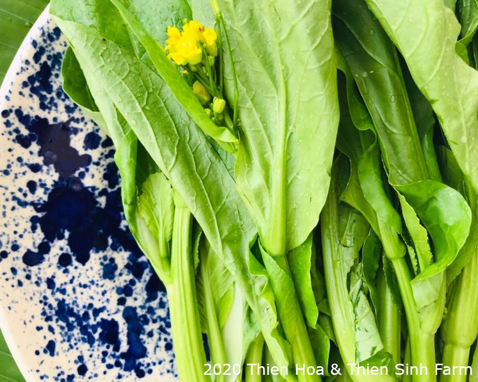 317 T-6 Choy sum - Cải ngồng - 菜心 1kg