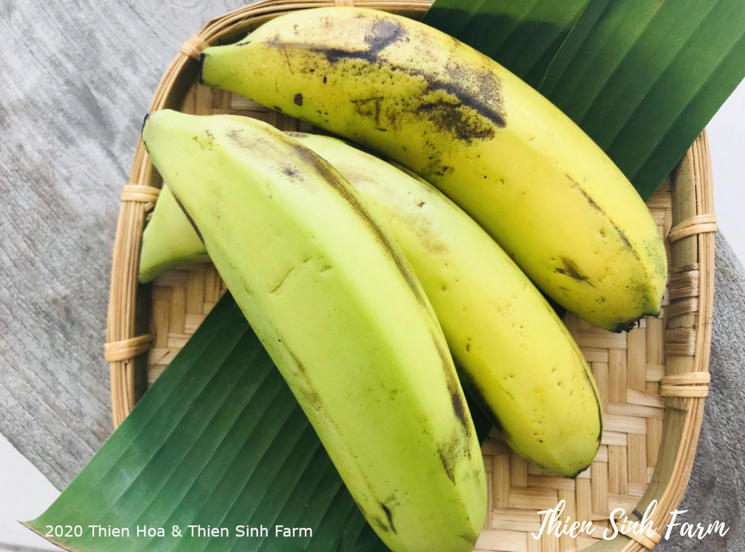 196 Thu-fam Laba Banana /Chuối Laba /Laba バナナ 500g