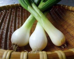 340 T-5 Fresh onion - Hành tây tươi - 新玉ねぎ 1kg