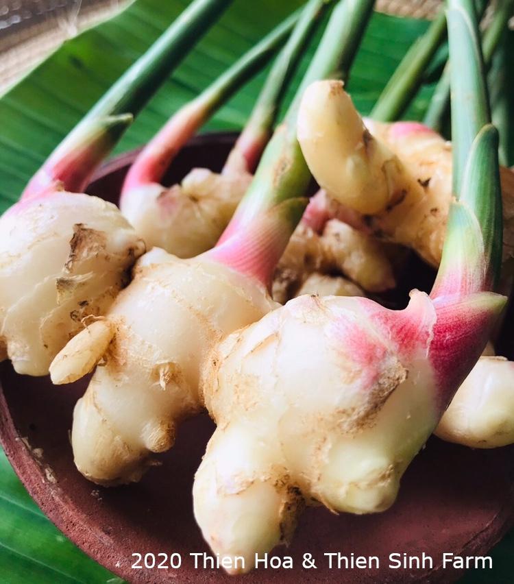 336 T-4 Fresh ginger-Gừng non-新生姜 1kg