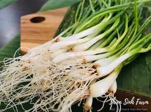 137 Thu-fam Fine green onion/Hành lá/万能ねぎ96g