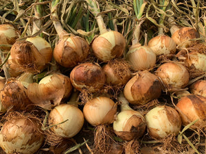 139 Tue-fam Onion/Hành tây khô/玉ねぎ500g