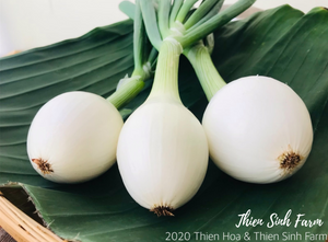 140 Tue-fam Fresh Onion/Hành tây tươi/新玉ねぎ180g