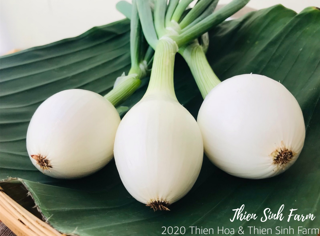 140 Thu-fam Fresh Onion/Hành tây tươi/新玉ねぎ180g