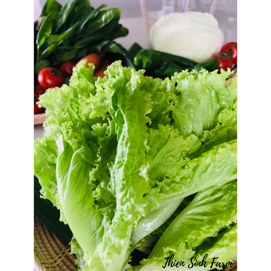 161 Mon-fam Green batavia lettuce/Xà lách ria/リーフレタス300g