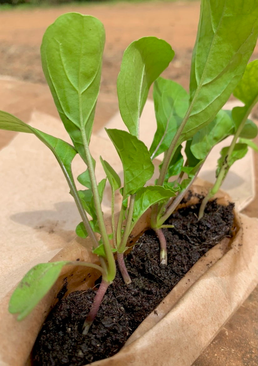703 Wed-fam Set Rocket nursery (4 Plants)/Set Cây giống Rocket (4 cây) Price = ⭐️ 16 points