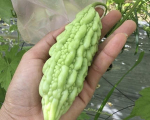 346 T-5 Bitter melon - Mướp đắng - ゴーヤ  1kg