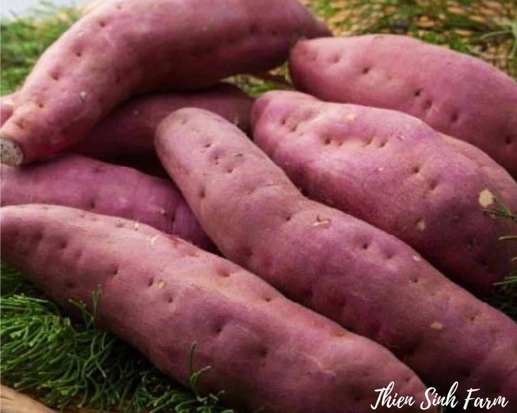 142 Thu-fam Sweet potato/Khoai lang nhật/サツマイモ500g