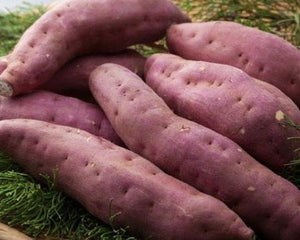 342 T-3 Sweet potato - Khoai lang nhật - サツマイモ 1kg