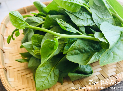 145 Wed-fam Malabar spinach/Mồng tơi/ツルムラサキ300g