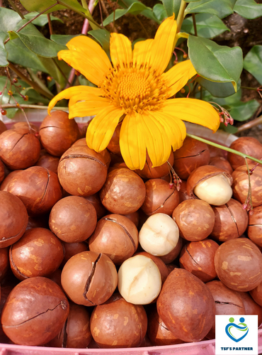 579 Tue-fam Macadamia Nuts/Hạt Macca/マカダミアナッツ (Ms. Le, Duc Trong)200g