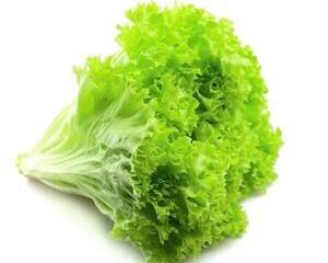 361 C-N Green batavia lettuce - Xà lách ria - リーフレタス 1kg