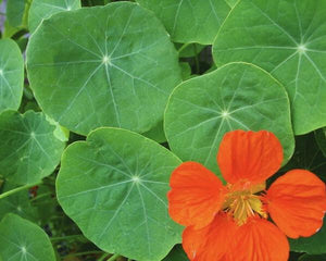 355 T-5 Nasturtium - Sen cạn - ナスタチウム