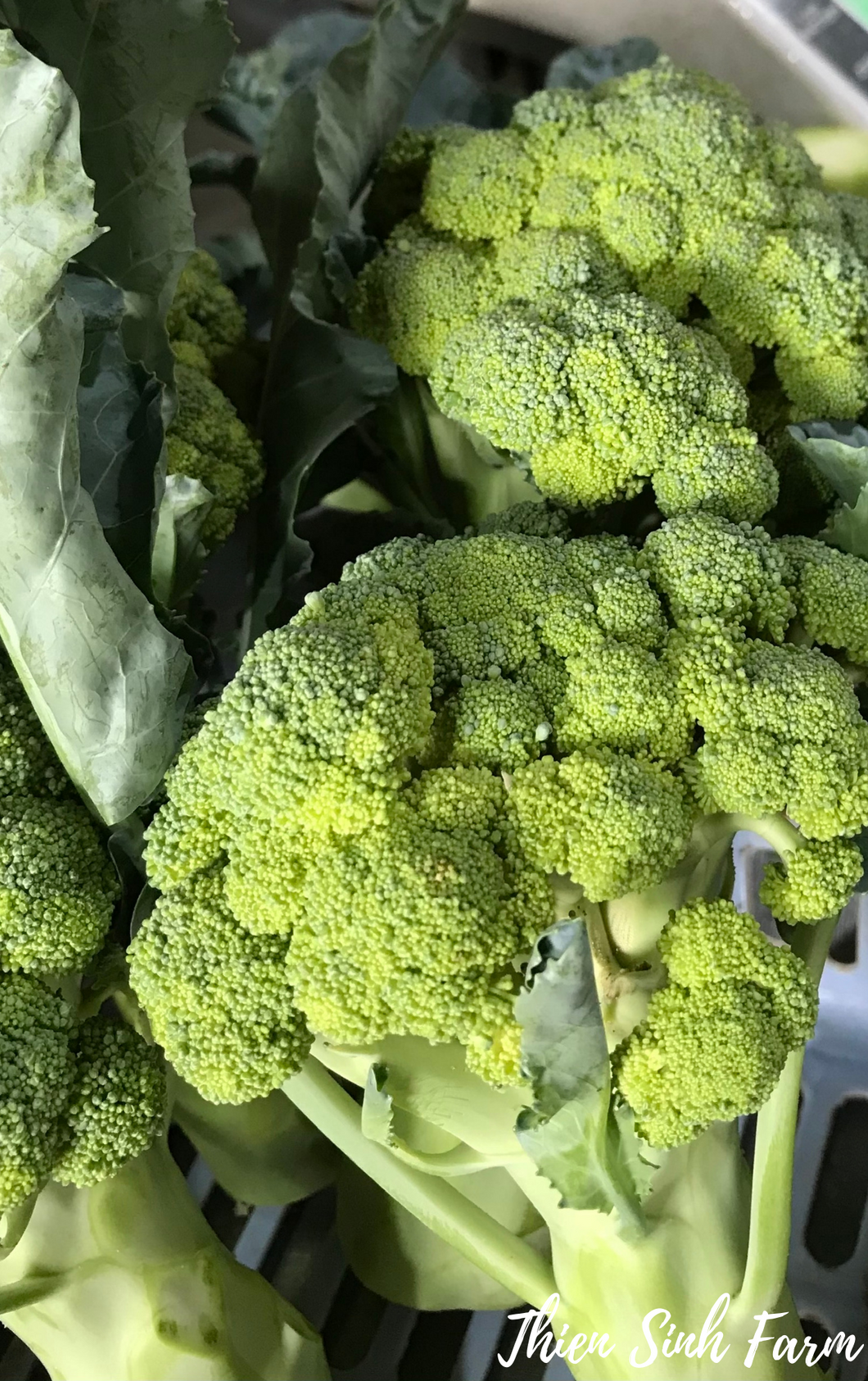 157 Wed-fam Broccoli/Súp lơ xanh/ブロッコリー450g
