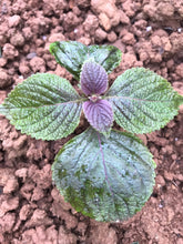 Load image into Gallery viewer, 703 Wed-fam Set Rocket nursery (4 Plants)/Set Cây giống Rocket (4 cây) Price = ⭐️ 16 points